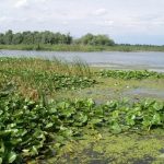Lacul cu Cotete din Delta Dunarii.
