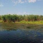Lacul Varsina din Delta Dunarii