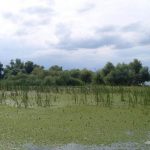 Lacul cu Cotete din Delta Dunarii.