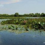 Lacul Varsina din Delta Dunarii
