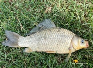 Pescuit la caras în Delta Dunării: Tehnici și localizare Caras Carassius auratus gibelio