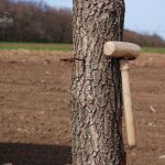 Manastirea Valea Teilor - galerie fotografii la inceputuri