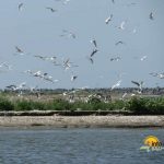 Insula K din Sulina