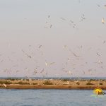 Insula K din Sulina