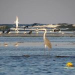 Insula K din Sulina