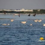Insula K din Sulina