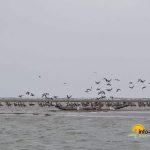 Insula K din Sulina