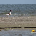 Insula K din Sulina