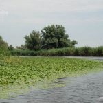 Canalul Lopatna din Delta Dunarii.