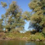 Canalul Olguta din Delta Dunarii