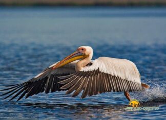 20 de curiozități despre pelicanul comun (Pelecanus onocrotalus) Pelican comun Pelecanus onocrotalus