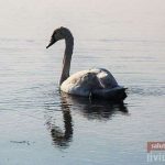 Liviu Hariton Delta Dunarii