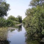 Canal Pardina