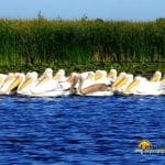 Pelicani comuni Delta Dunarii
