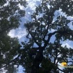 Padurea Letea