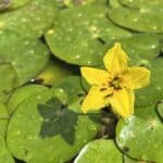 Plutica - Nymphoides peltata