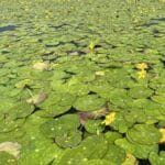 Plutica - Nymphoides peltata