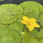 Plutica - Nymphoides peltata