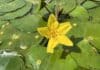 Plutica – Nymphoides peltata Plutica - Nymphoides peltata