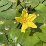 Plutica - Nymphoides peltata