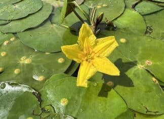 Plutica – Nymphoides peltata Plutica - Nymphoides peltata