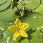 Plutica - Nymphoides peltata